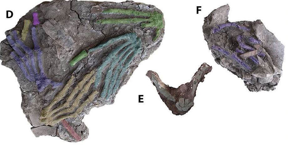 руки, стародавній єгипет, остеологія, остеологічний аналіз, трофеї, речові докази, Нижній Єгипет, Середній Єгипет