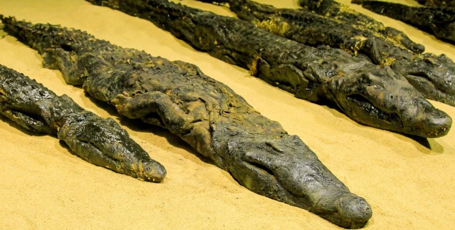 крокодил, мумия крокодила