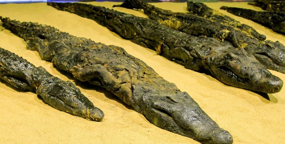 крокодил, мумія крокодила