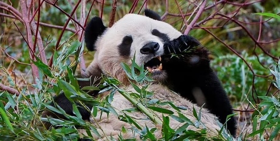 гігантська панда, панда, панда сонечко