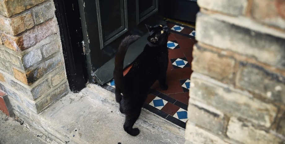 Черный кот, коты, приметы, суеверия
