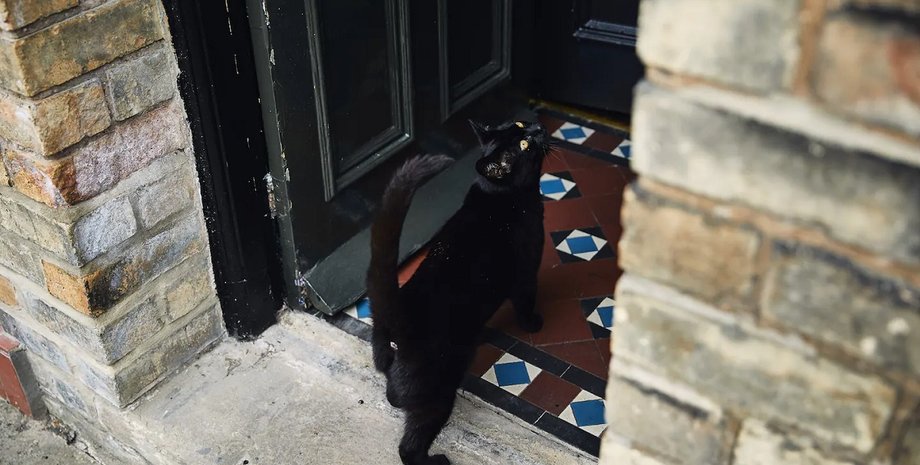 Черный кот, коты, приметы, суеверия