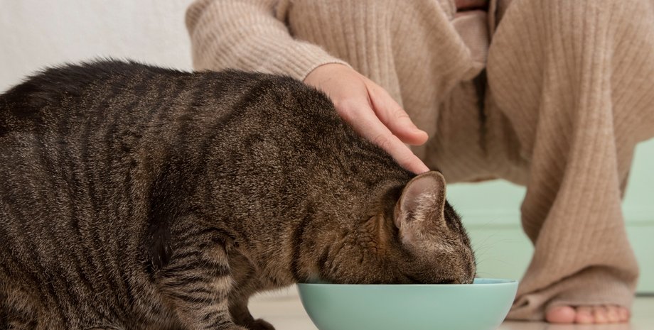 Кошка возле миски с молоком