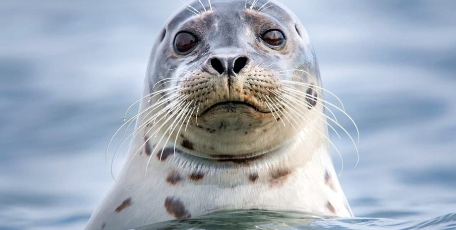 новини росії, новини світу, нрепа, човен, тюлень, косатка