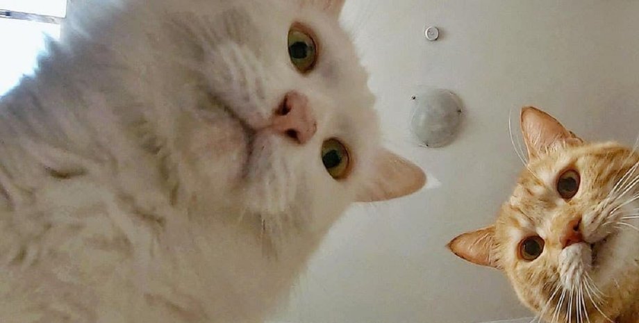 Мем, коты, Дарья Бородулина