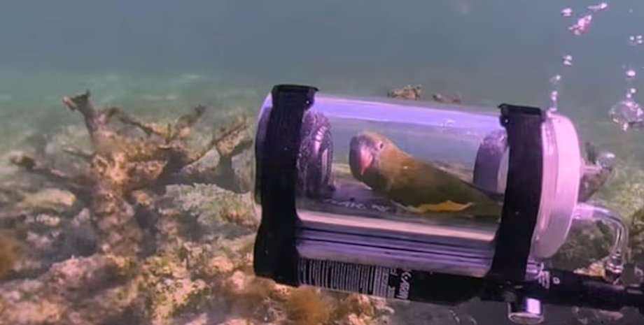 папуга на підводному човні