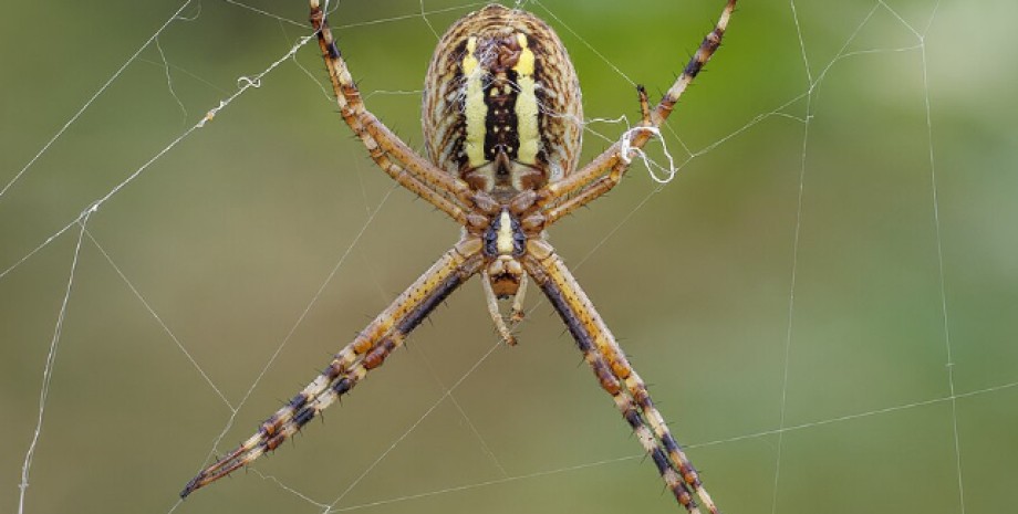 Нижняя часть самки паука-осы паук, паук оса, самка паука осы