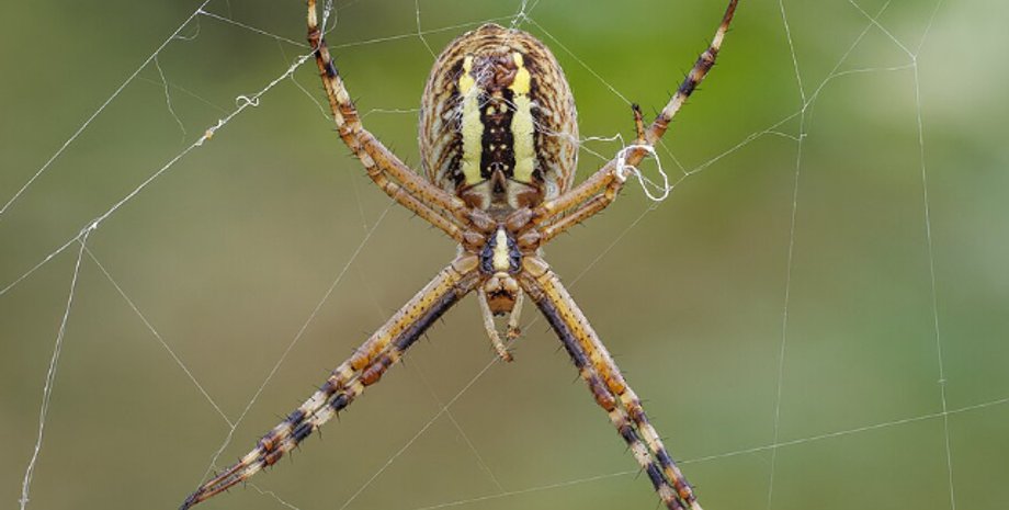 паук, паук оса, самка паука осы