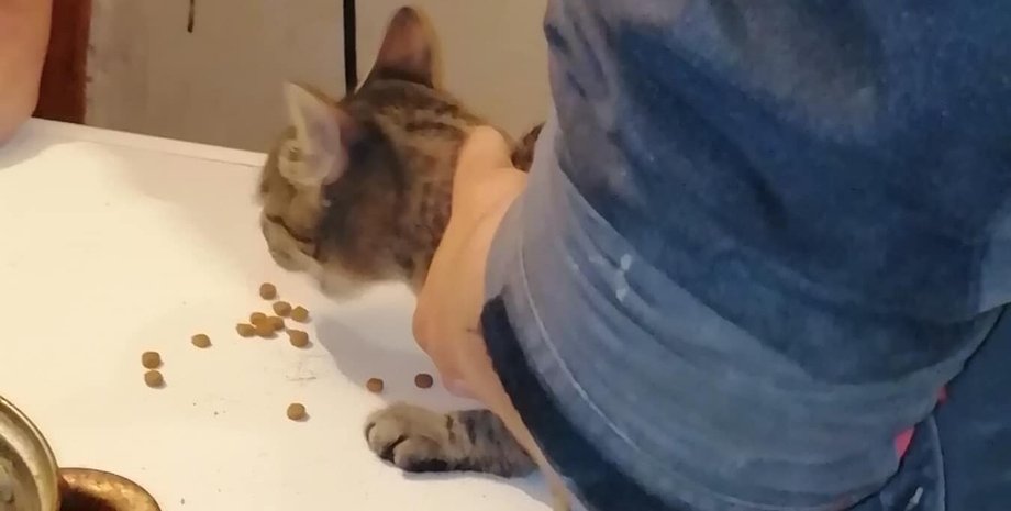 врятували кота, Харків, порятунок тварин Харків