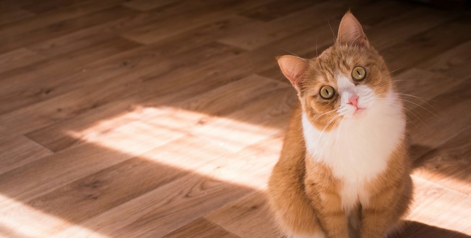 что раздражает котов.