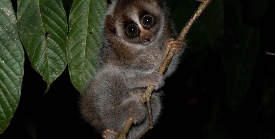 отруйний примат повільний лорі