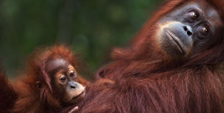 орангутан, вокал орангутанів