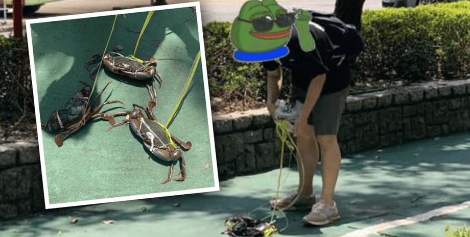 Крабы, крабы на поводце, животные, прогулка, реклама