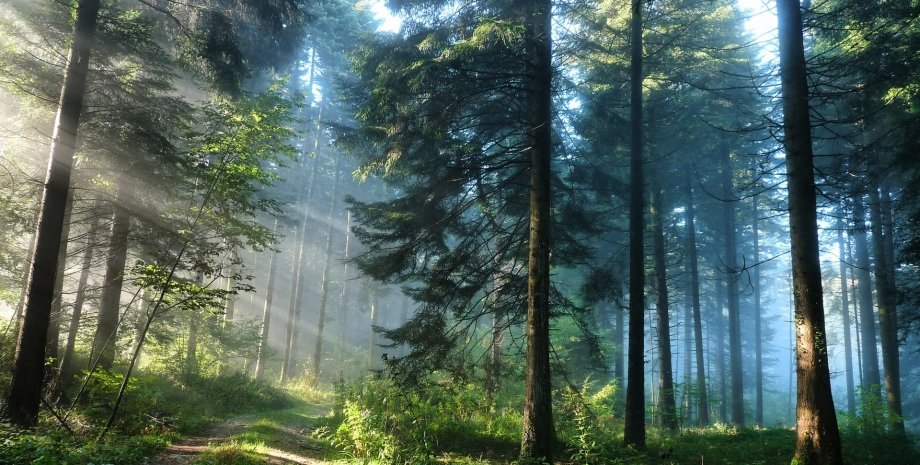 На Земле растет более 3 трлн деревьев / Фото: newskif.su