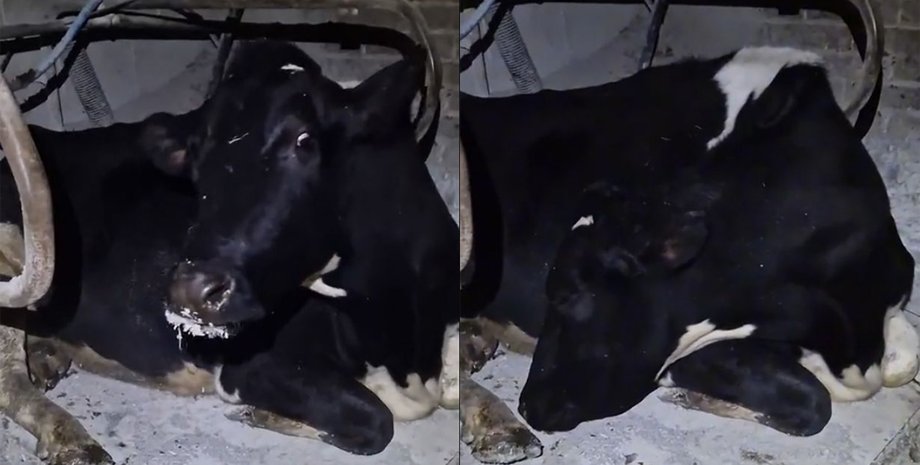 Корова, животное, ферма,