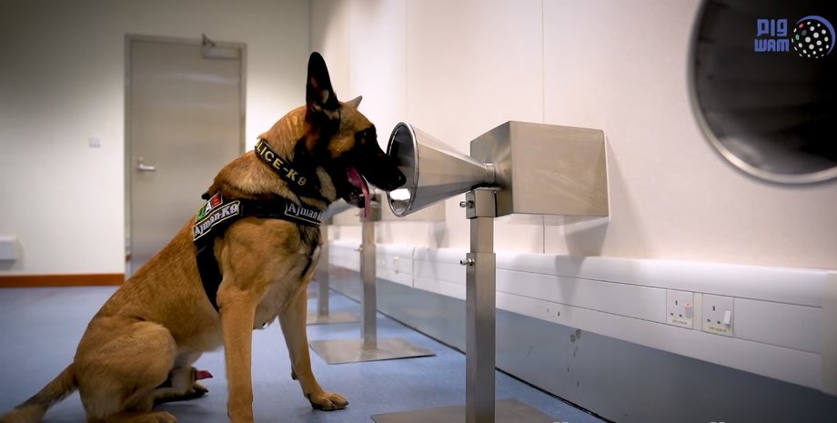 Сovid-19, собаки, псы, коронавирус, искать, возбудитель, аэропорт, оаэ, переносчик