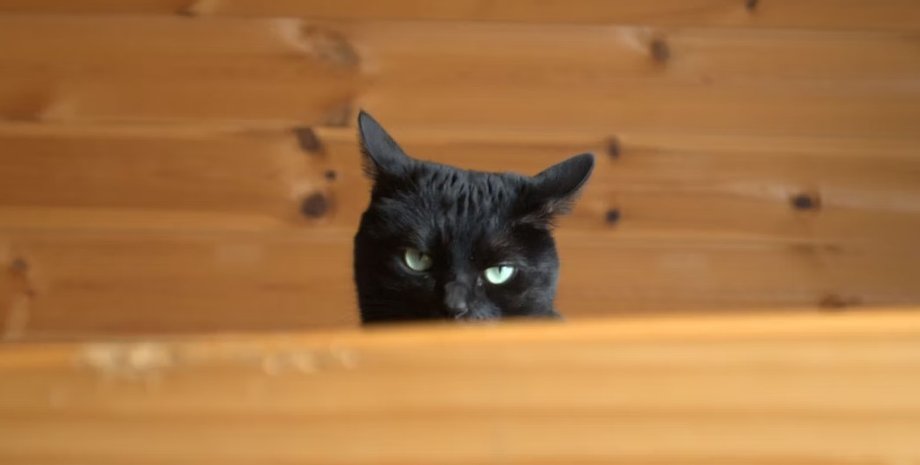 кошки, взгляд кошки, кошки смотрят в пустоту