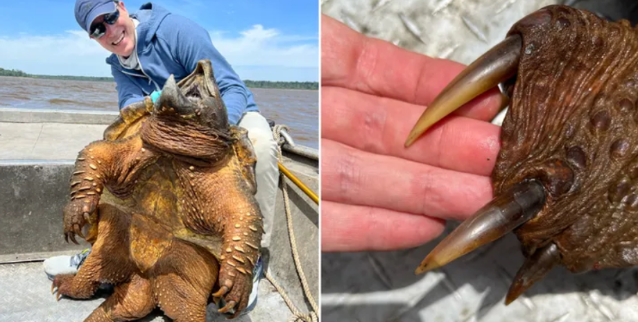 Доисторическое существо, вылов, рыбак, аллигаторная черепаха, мировой рекорд, фото, вылов, США