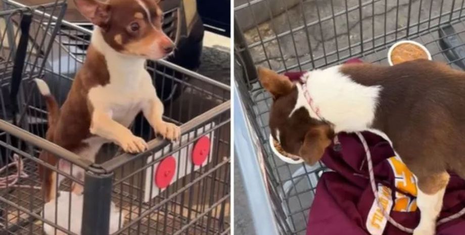 Спасение заблудившегося песика, поиск пропавших животных, американки спасли животное возле продуктового магазина