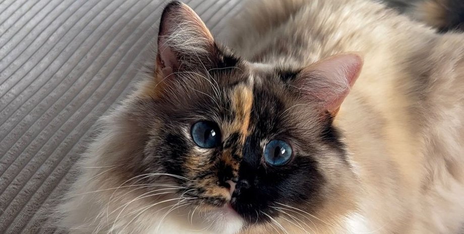 Рідкісна кішка-химера породи регдолл на прізвисько Пебблс із симетричною двоколірною мордочкою і блакитними очима