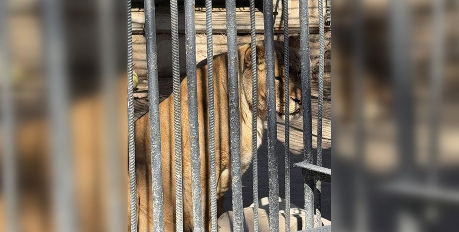 В Одессе разгорелся скандал из-за смерти львицы в зоопарке лев Одесса зоопарк