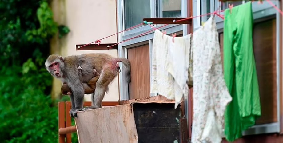 Обезьяны, приматы, животные, дома, балкон, город