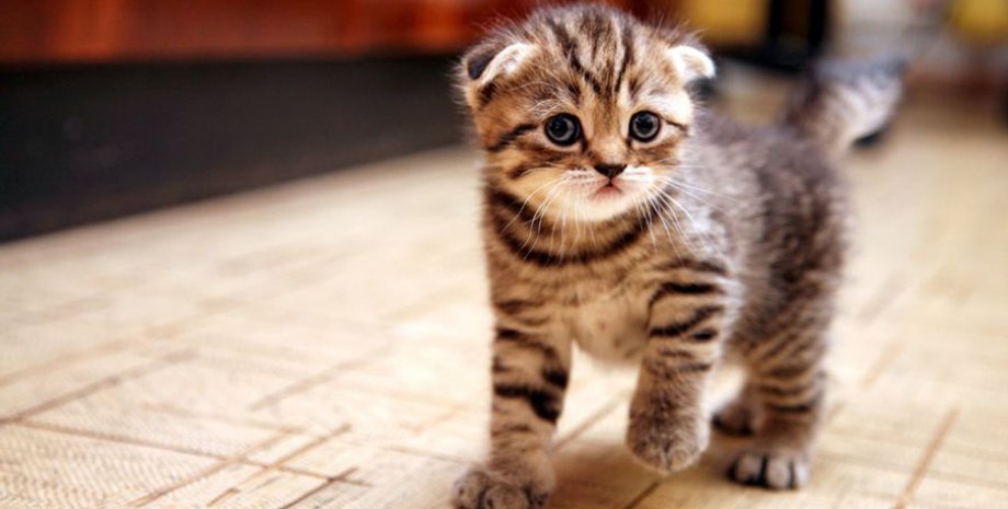 Фото: kot-pes.com