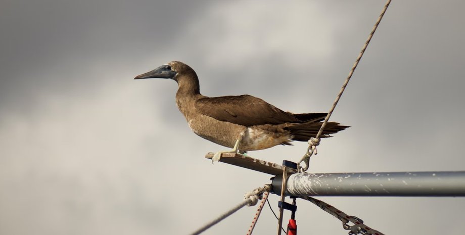 птица, морская птица