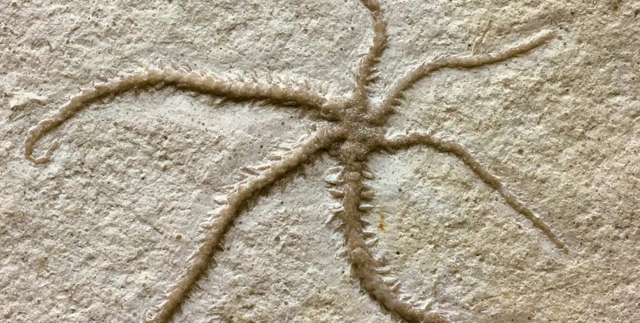 звезда, хрупкая звезда