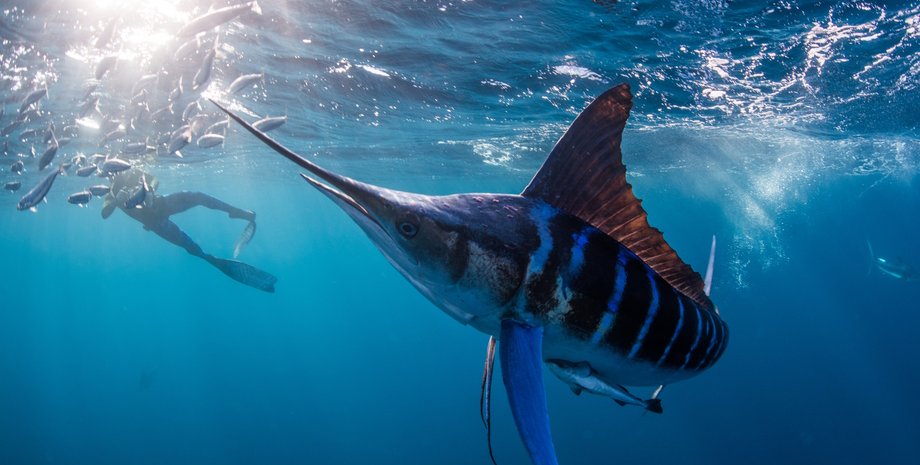 білий марлін