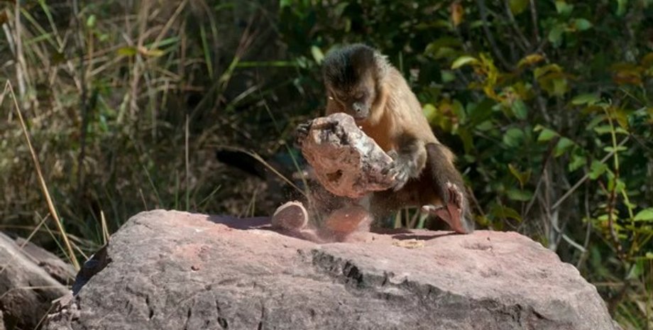 мавпа, камінь