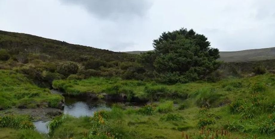 Одинокая ель на острове Кэмпбелл