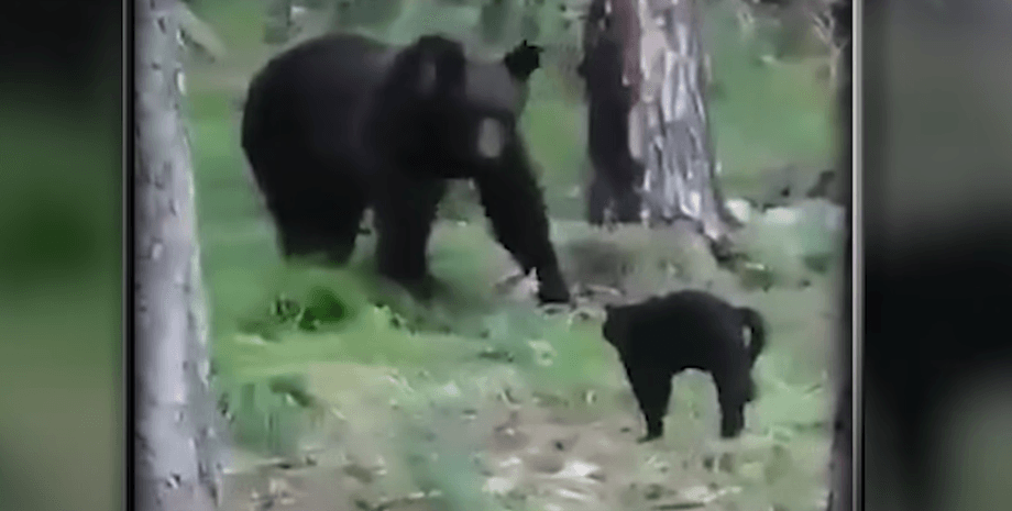 Кот прогнав ведмедя в ліс