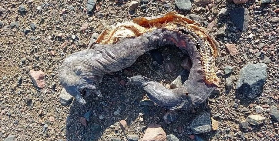 существо, берег, фото