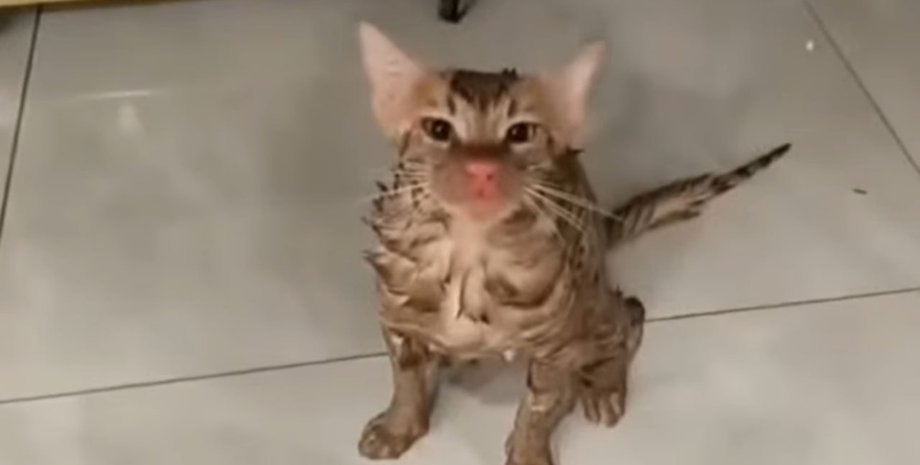 Пухнастий пережив "розбірки" з пральною машиною: відбувся лише почервонілим носом