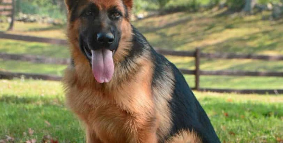 Женщина кормила собаку, соседская собака, ссора с соседом, собака, собака, собака соседа, еда для собаки