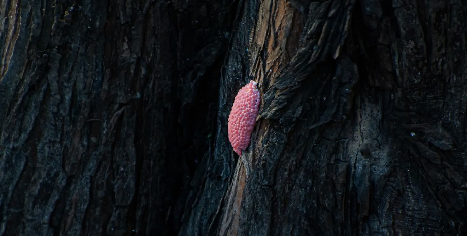 рожева кладка яєць ампулярій Нова загроза для людей: пляжі заполонили «рожеві грудки», наповнені небезпечними паразитами (відео)0