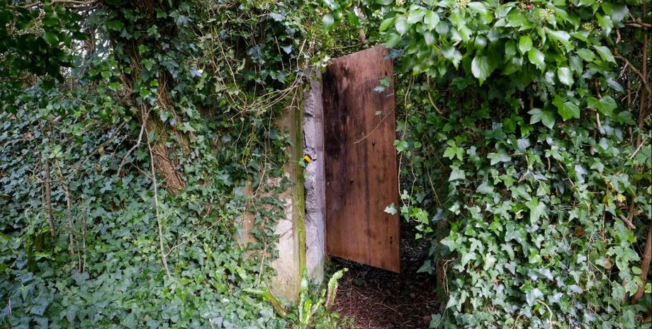 Старая деревянная дверь, ведущая в подземное убежище, спрятанная в густом плюще и кустах