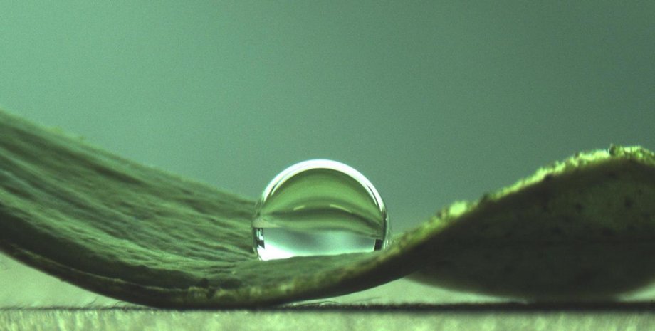 лист, лотос, вода, крапля