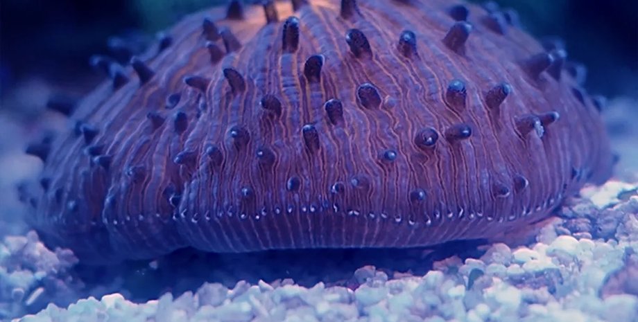 коралл, грибовидный коралл