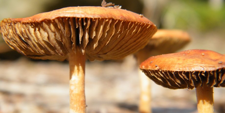 галлюциногенные грибы, отравление, лечение