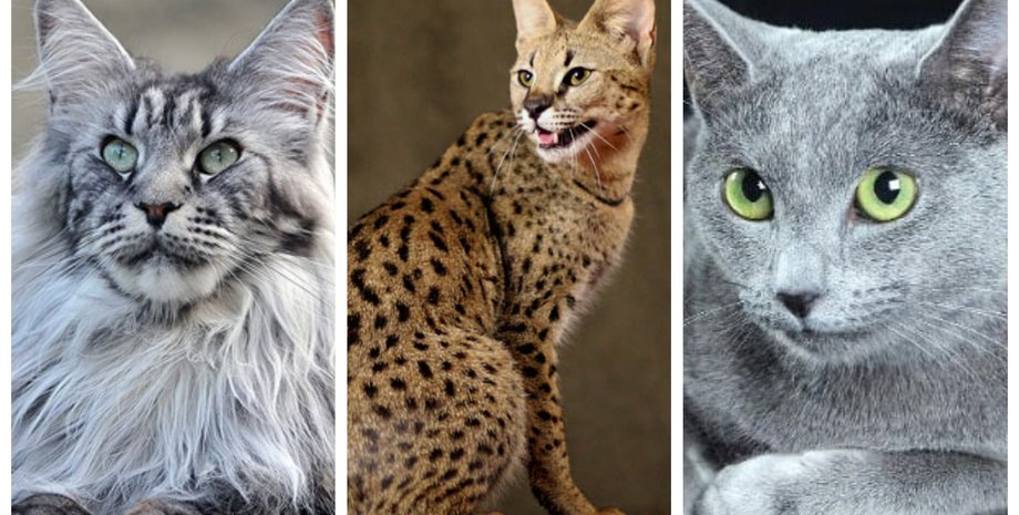 кошки, коллаж, цена