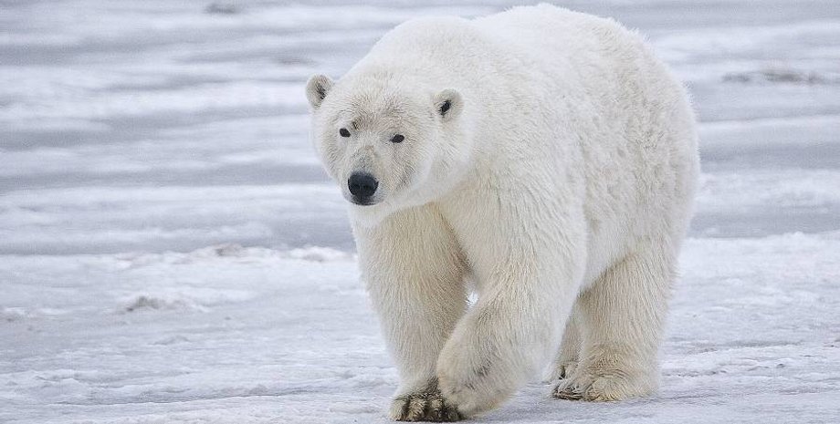 Фото: nashzeleniymir.ru