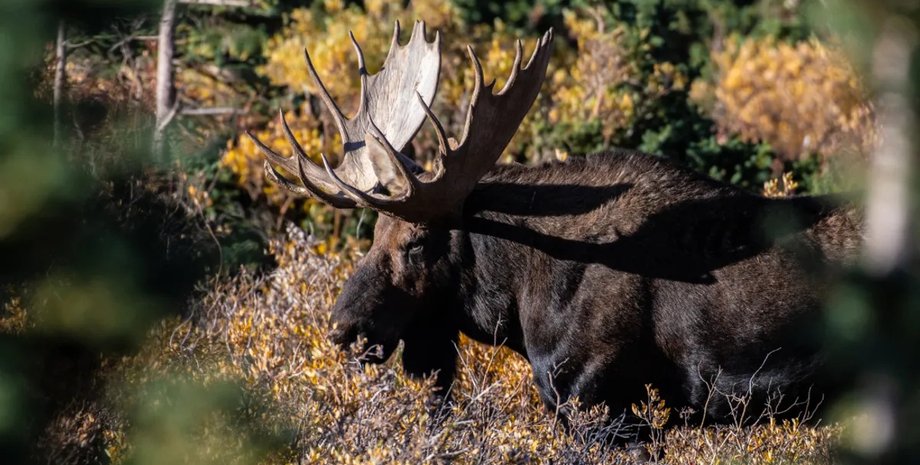 животное лось