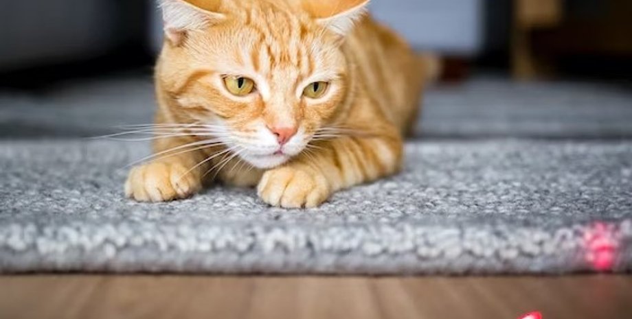 кот, кошки, лазерная указка