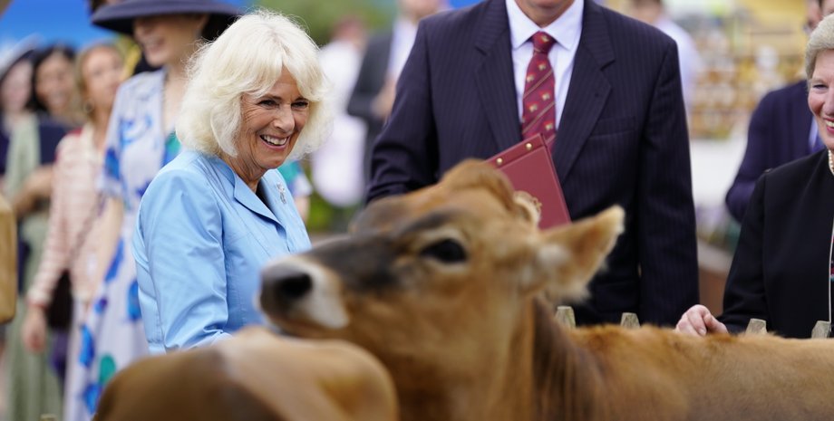 королева Камилла, коровы, выставка, люди