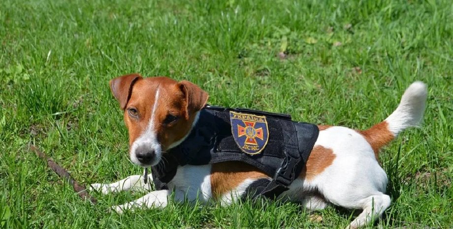 Патрон, пес