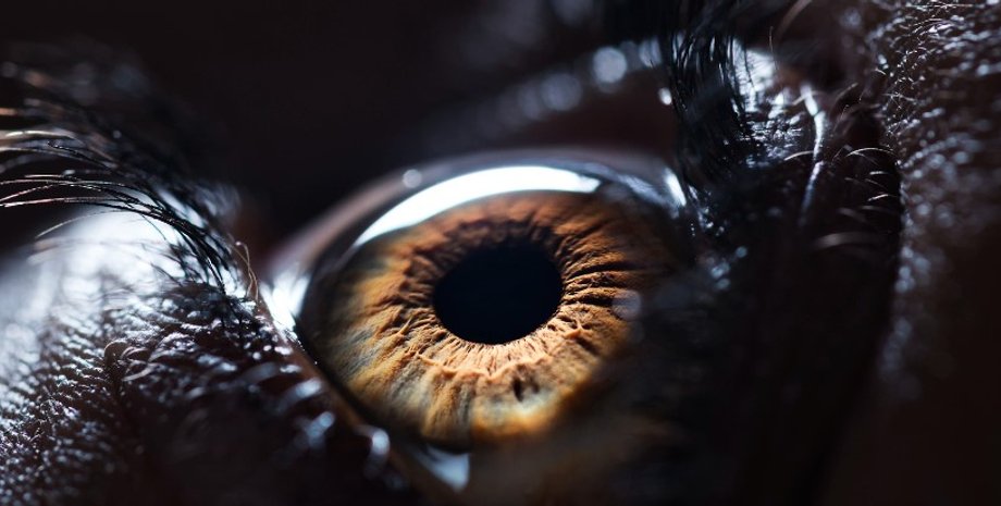 глаз, сканирование глаза