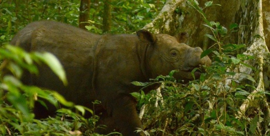 International Rhino Foundation