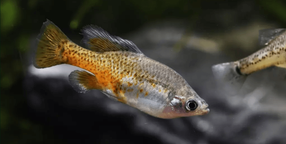 рыба, Британский зоопарк, Whipsnade, вымирание, Уипснейд